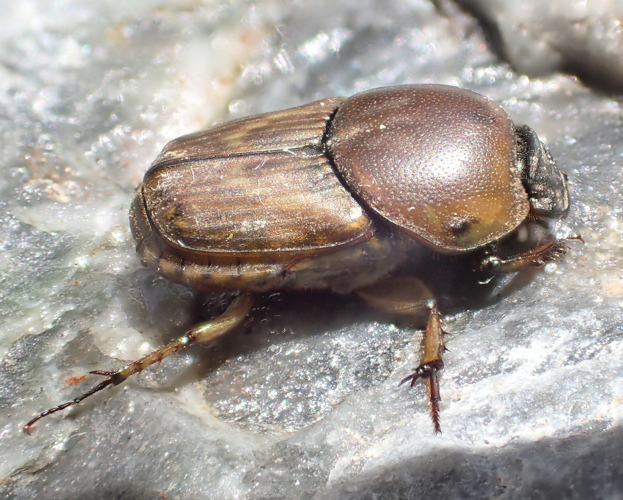 Euoniticellus fulvus Greece.jpg &copy; Siga