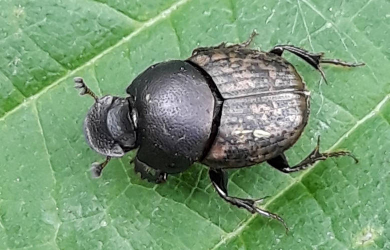Onthophagus fracticornis.jpg &copy; Noisytoy