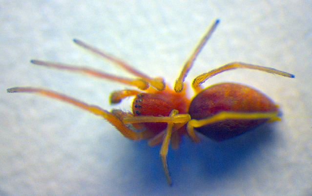Nigma flavescens.jpg &copy; Zoologische Staatssammlung Muenchen