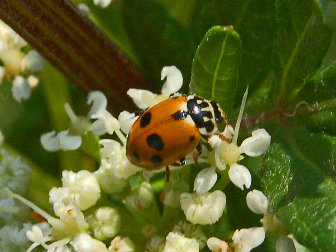 Coccinellidae - Hippodamia variegata-2.JPG &copy; Hectonichus