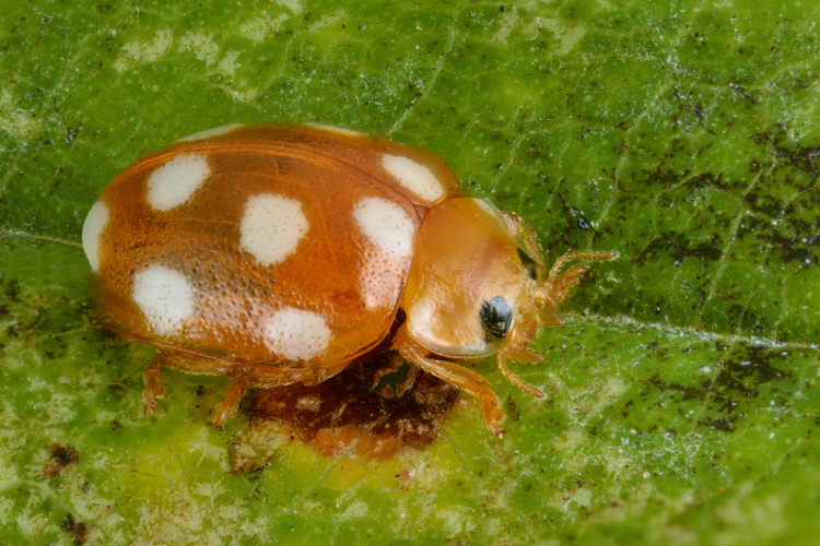 Vibidia duodecimguttata - La Pairelle.jpg &copy; Gilles San Martin
