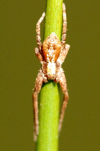 Philodromus sp.-.lindsey.jpg &copy; James K. Lindsey