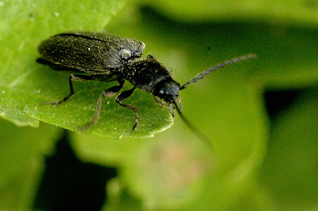 Synaptus.filiformis.jpg &copy; James K. Lindsey