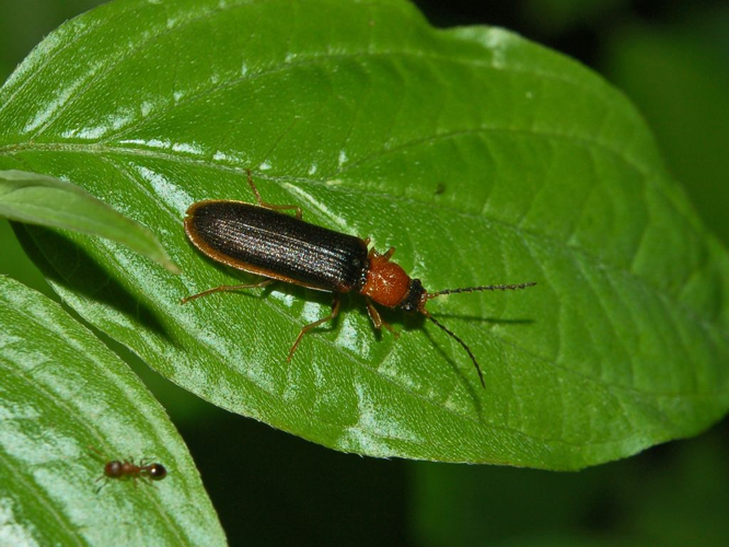 Elateridae - Denticollis linearis.JPG &copy; Hectonichus