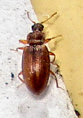 Coleoptera Enicmus cf transversus (2772350833).jpg &copy; Mick Talbot from Lincoln (U.K.), England
