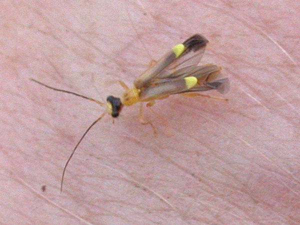 Malthinus flaveolus 25.jpg &copy; Keith Edkins