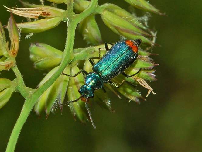 Melyridae - Malachius bipustulatus.JPG &copy; Hectonichus