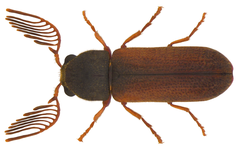 Ptilinus pectinicornis (Linné, 1758) male.jpg &copy; Udo Schmidt