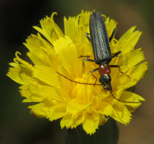 Oedemera croceicollis RF.jpg &copy; Robert Flogaus-Faust