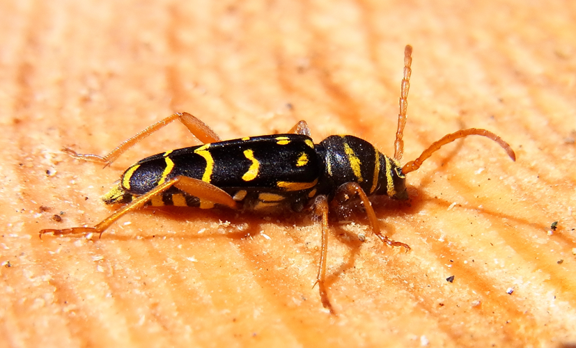 Plagionotus arcuatus side2.jpg &copy; Siga