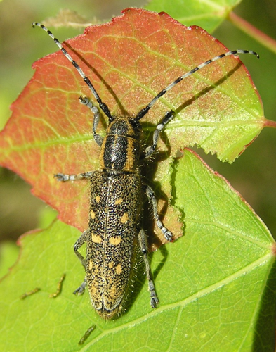 Saperda populnea brok beentree.jpg &copy; Commons