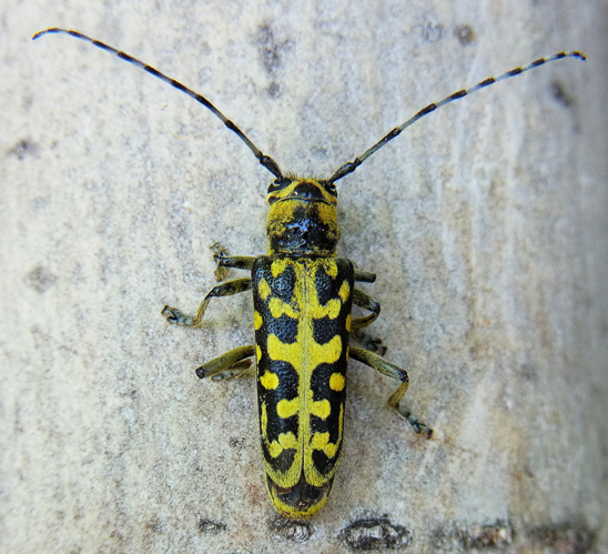 Saperda scalaris up.jpg &copy; Siga