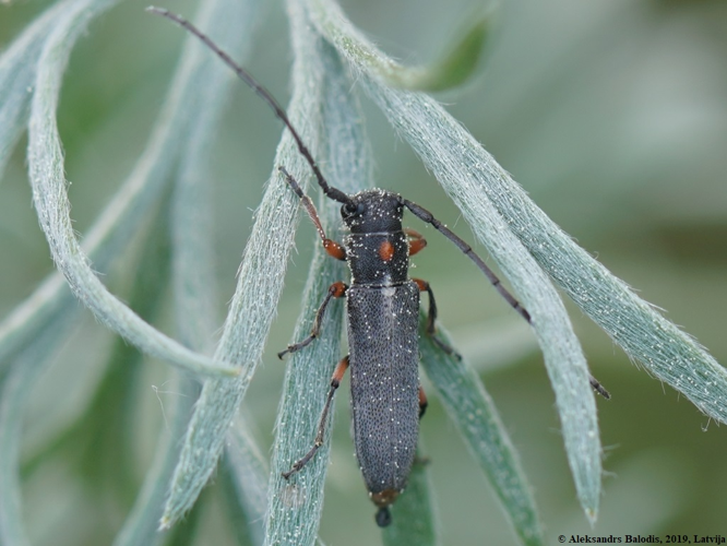 Phytoecia pustulata 01.JPG &copy; AfroBrazilian