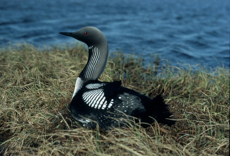 Gavia arctica1.jpg &copy; Robert Bergman