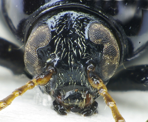 Cryptocephalus bipunctatus head.jpg &copy; Siga