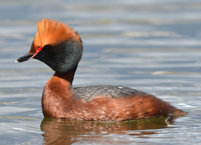 Podiceps auritus (13909575538) (cropped).jpg &copy; Ekaterina Chernetsova (Papchinskaya) from Saint-Petersburg, Russia