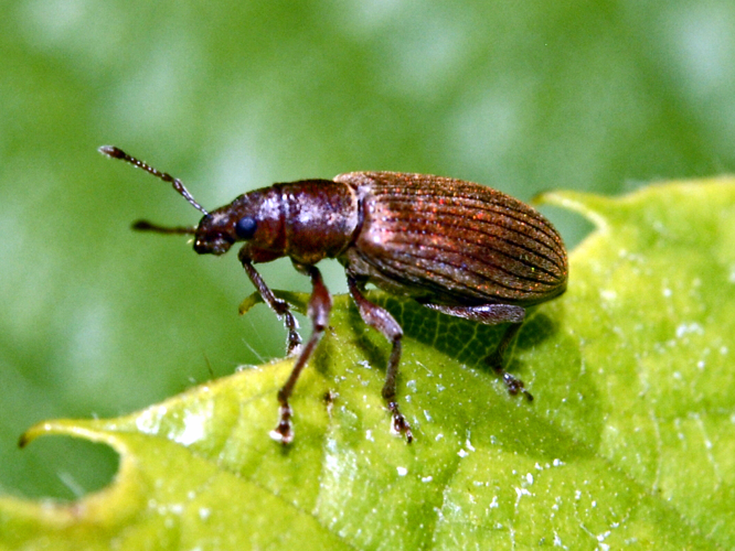 Curculionidae - Polydrusus impar-001.JPG &copy; Hectonichus