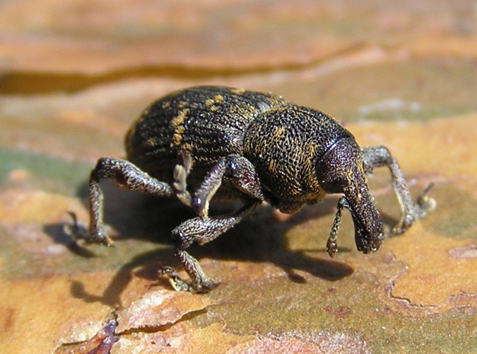 Hylobius abietis 3 bialowieza forest beentree.jpg &copy; Commons