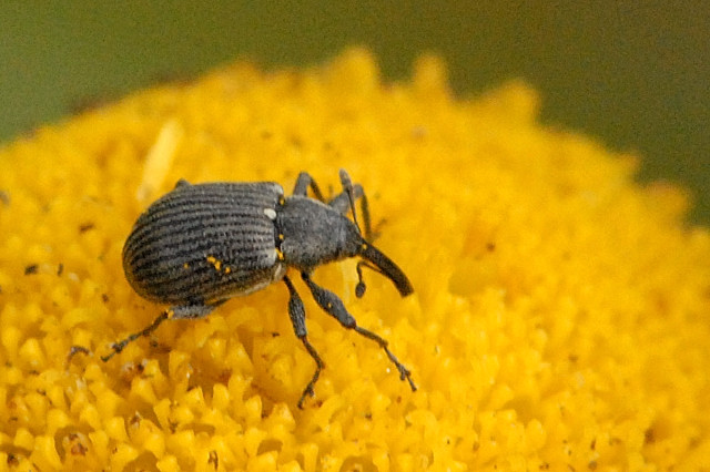 Anthonomus.rubi.jpg &copy; James K. Lindsey