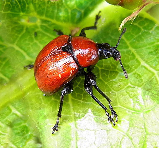 Attelabus nitens natur.jpg &copy; Siga