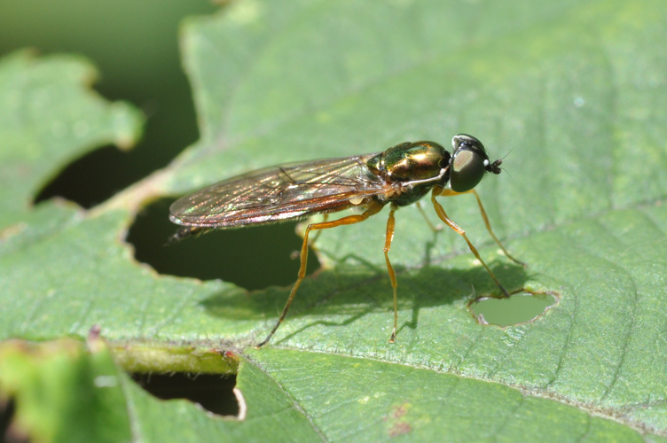 Sargus bipunctatus.JPG &copy; Aiwok