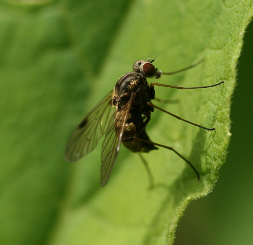 Chrysopilus cristatus - female2.jpg &copy; Sandy Rae
