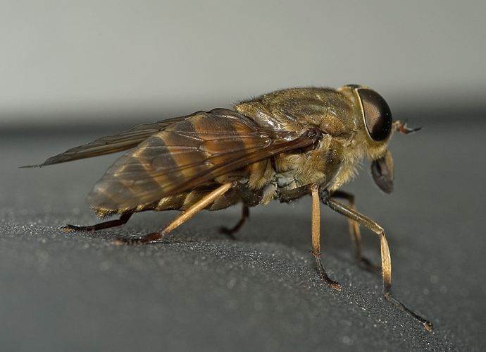 Tabanus sudeticus02.jpg &copy; Kulac