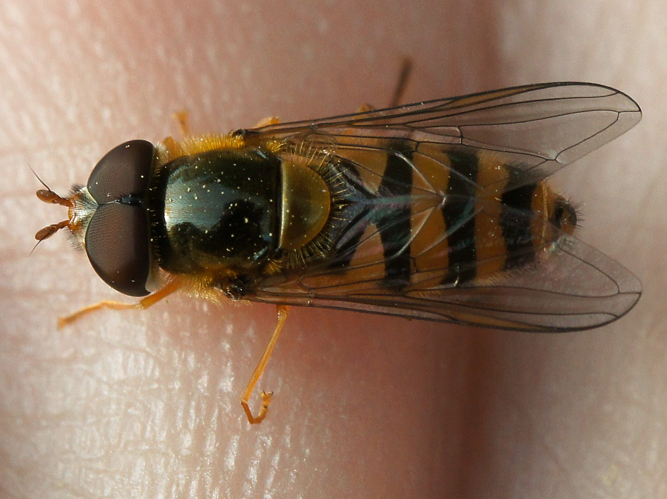 Epistrophe nitidicollisDSC02171.jpg &copy; Martin Andersson