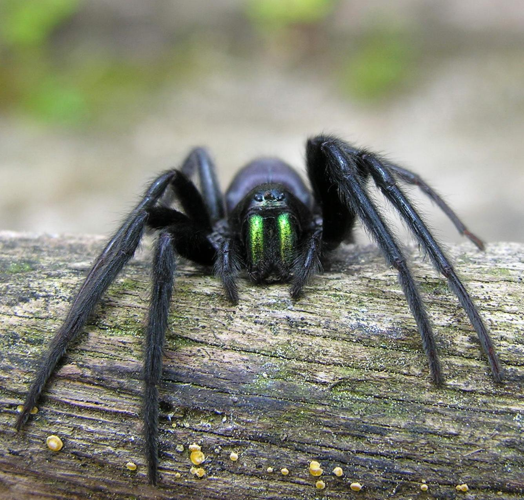 Spider cutted.jpg &copy; Luis Miguel Bugallo Sánchez (Lmbuga Commons)(Lmbuga Galipedia)