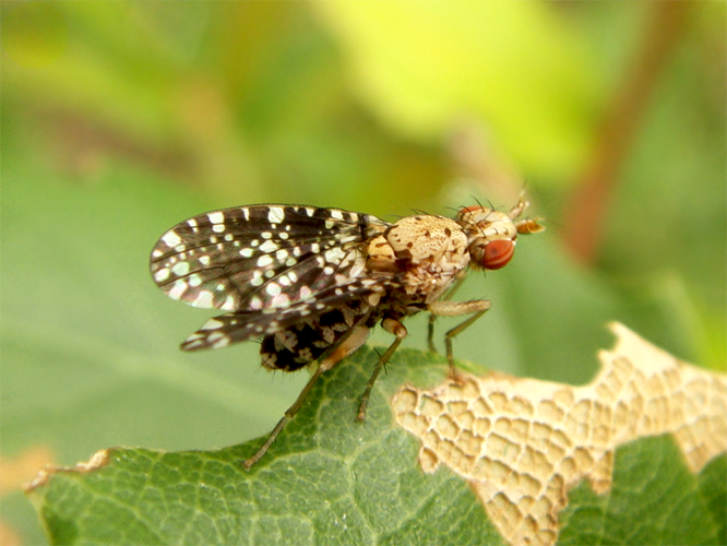 Trypetoptera punctulata.png &copy; João Coelho
