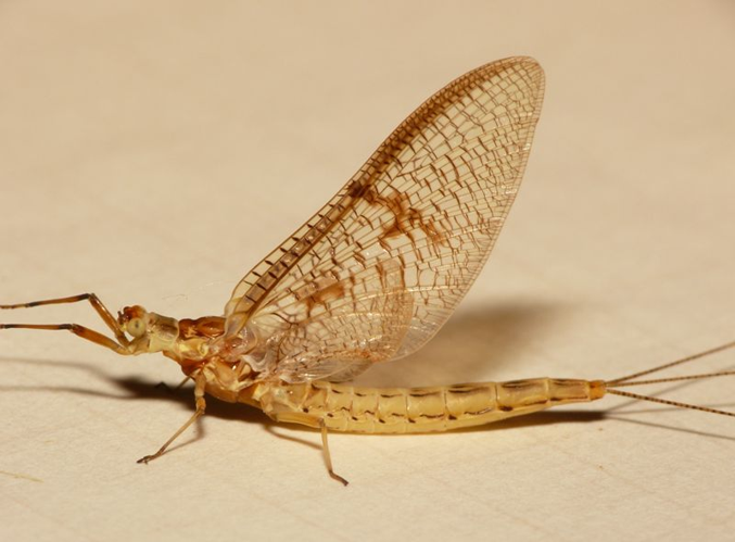 Ephemera glaucops.jpg &copy; This image is created by user Dick Belgers at Waarneming.nl, a source of nature observations in the Netherlands.