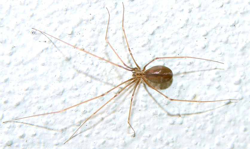 Pholcus opilionoides.jpg &copy; Ivo Antušek