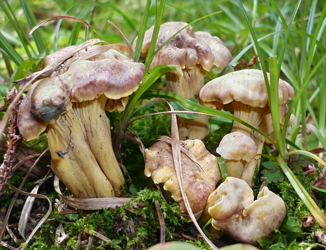 2008-08-12 Cantharellus amethysteus 19170 cropped.JPG &copy; This image was created by user Gerhard Koller (Gerhard) at Mushroom Observer, a source for mycological images.You can contact this user here.