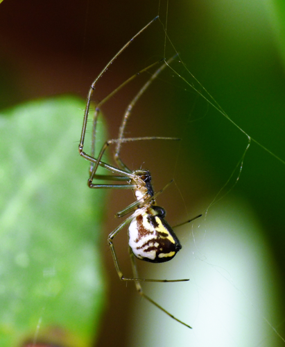Neriene radiata 1.JPG &copy; Lucarelli