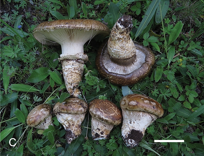 Catathelasma (10.3897-mycokeys.62.36633) Figure 2C.png &copy; Ge Z-W, Wu J-Y, Hao Y-J, Zhang Q, An Y-F, Ryberg M (2020) The genus Catathelasma (Catathelasmataceae, Basidiomycota) in China. MycoKeys 62: 123-138. https://doi.org/10.3897/mycokeys.62.36633