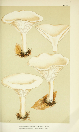 Illustrations of British Fungi (Hymenomycetes), to serve as an atlas to the "Handbook of British Fungi" (Pl. 111) (6055648257).jpg &copy; Cooke, M. C.; Cooke, Mordecai Cubitt