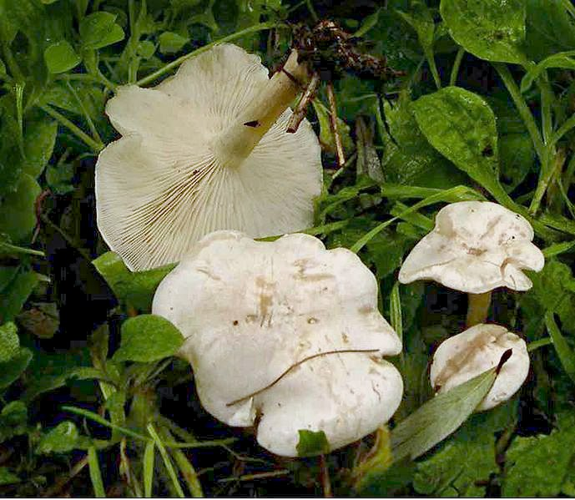 Clitocybe dealbata 1.jpg &copy; Archenzo