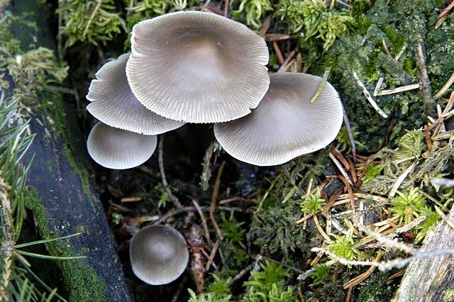 Mycena spec. - Lindsey 14a.jpg &copy; James K. Lindsey