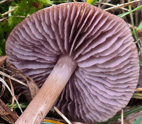2012-10-26 Mycena pelianthina (Fr.) Quél 320255.jpg &copy; This image was created by user James Baker (cepecity) at Mushroom Observer, a source for mycological images.You can contact this user here.