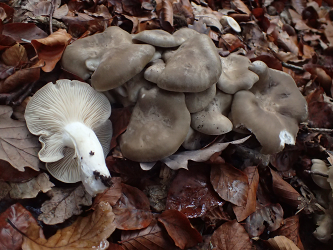 Lyophyllum decastes (Haute-Loire, France) 03.jpg &copy; Adrien BENOIT à la GUILLAUME
