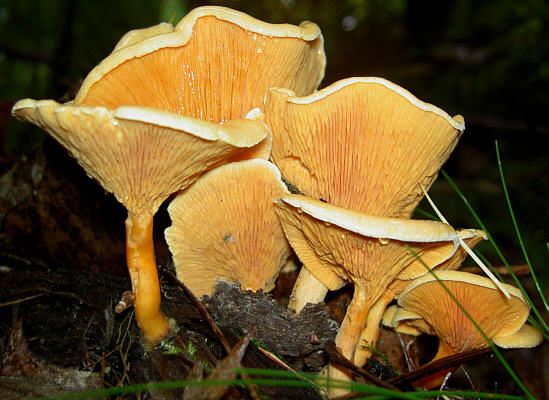 Hygrophoropsis aurantiaca.jpg &copy; The original uploader was W.J.Pilsak at German Wikipedia.. Uploaded to Commons by Körnerbrötchen.