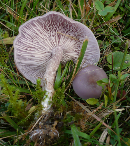2008-10-11 Lepista sordida 20505 cropped.jpg &copy; This image was created by user {{{2}}} at Mushroom Observer, a source for mycological images.You can contact this user here.