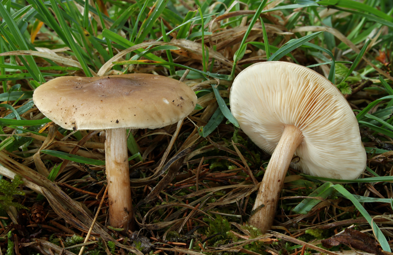 Melanoleuca cognata Frühlings Weichritterling.jpg &copy; Holger Krisp