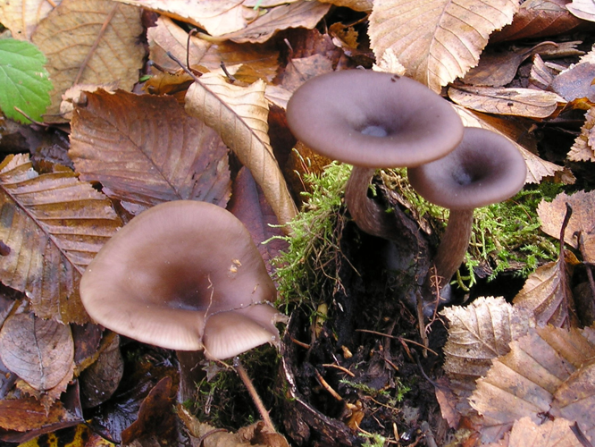 Pseudoclitocybe cyathiformis 031123Aw.jpg &copy; Strobilomyces