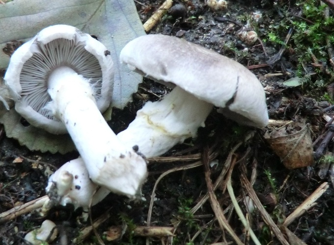 Tricholoma cingulatum 292459.jpg &copy; This image was created by user Inocybenfan at Mushroom Observer, a source for mycological images.You can contact this user here.