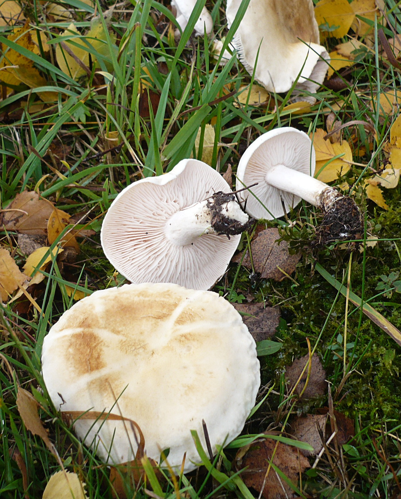 2008-10-17 Tricholoma stiparophyllum (S. Lundell) P. Karst 221484.jpg &copy; This image was created by user Gerhard Koller (Gerhard) at Mushroom Observer, a source for mycological images.You can contact this user here.