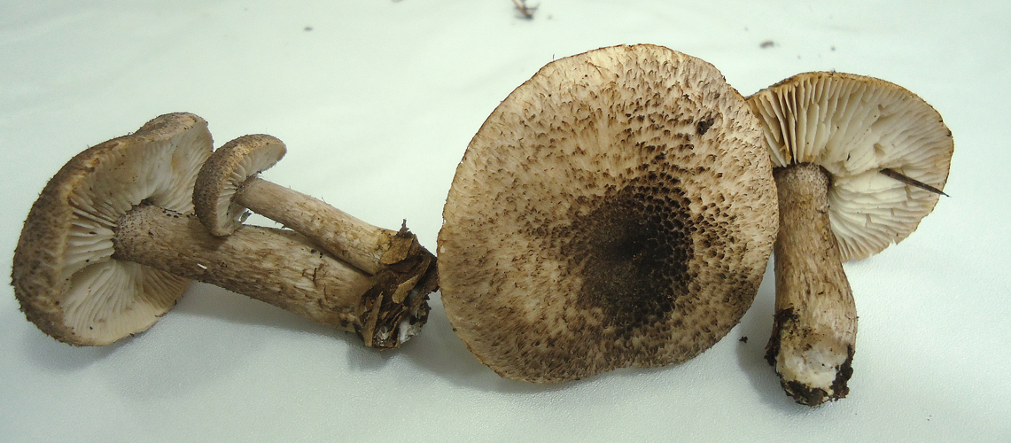 Tricholoma squarrulosum araba.jpg &copy; Assar