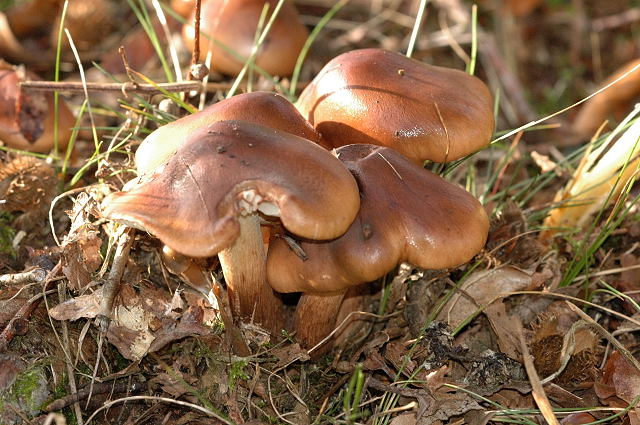 Tricholoma.ustale.-.lindsey.jpg &copy; James Lindsey