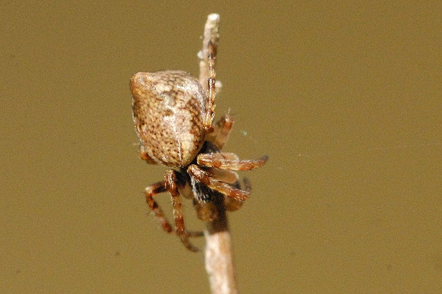 Cyclosa.conica.male.spiderling.jpg &copy; James K. Lindsey