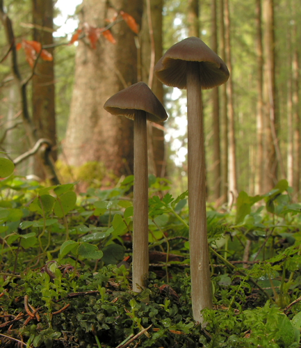 2006-04-19 Entoloma hirtipes.jpg &copy; Andreas Kunze